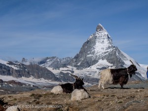 Swiss-Zermatt026  
